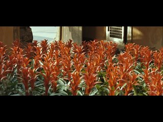 white night 2009 brrip 720p x264
