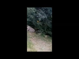 video by is overheard a great ustyug