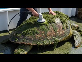 salvation of a giant sea turtle from algae and scribes with shells